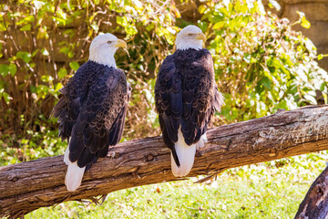Close up shot of two Bald eagle