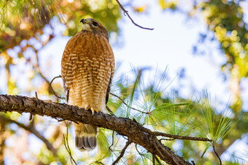 Close up shoot of Red tailed hawk