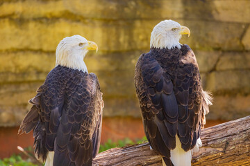 Close up shot of two Bald eagle
