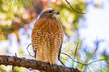 Close up shoot of Red tailed hawk