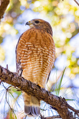 Close up shoot of Red tailed hawk