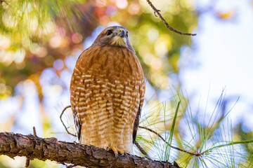 Close up shoot of Red tailed hawk
