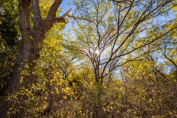 Autumn landscape of the Jet Recreation Nature Trail