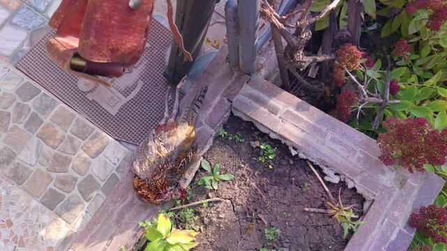 Dead bird body outdoors camera motion