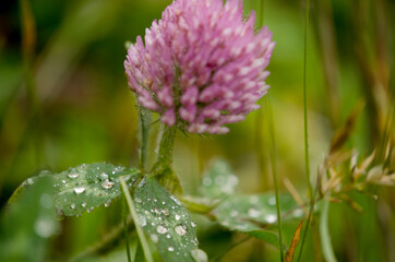 flower with dew drops