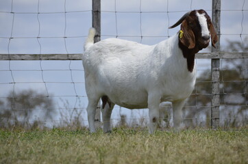 Obraz premium Beautiful female Boer Goats on the farm