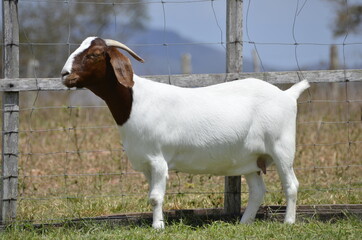 Beautiful female Boer Goats on the farm