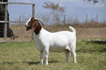 Deurstickers Beautiful female Boer Goats on the farm © LGAndrade