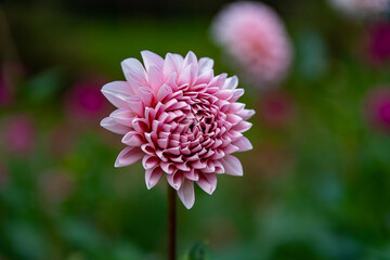 Obraz premium Dahlia
