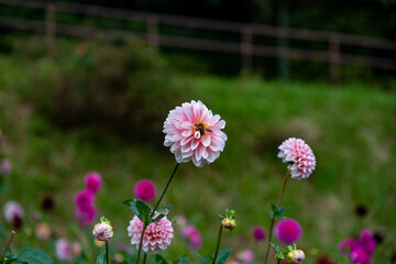 Dahlia