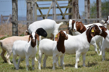 Fototapeta premium A group of great Boer goat grazing on the farm's green pastures.