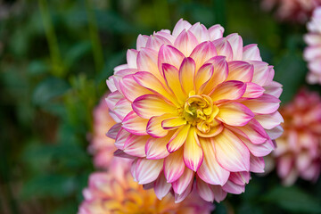 Dahlia