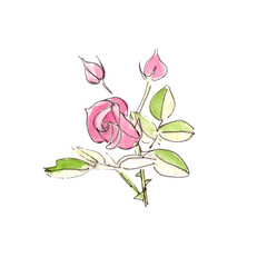 watercolor drawing pink rose on white background