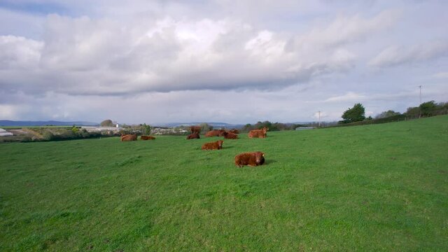 Cows and Bulls on Fields from a drone, Torquay, Devon, England, Europe