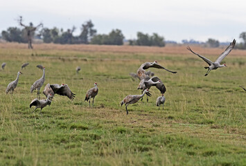 Obraz premium Lesser Sandhill Crane - Merced NWR, Los Banos