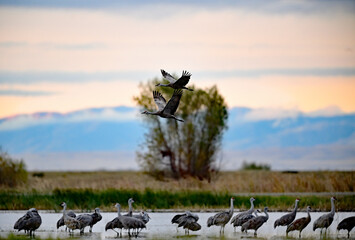 Lesser Sandhill Crane - Merced NWR, Los Banos