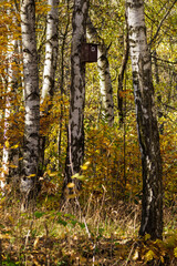 Wooden booth on a birch trunk in the forest.