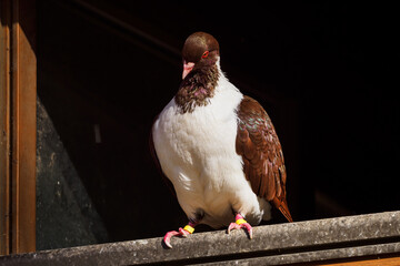 Brown and white pigeon sitting on the windowsill.