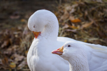 White goose with a short beak.