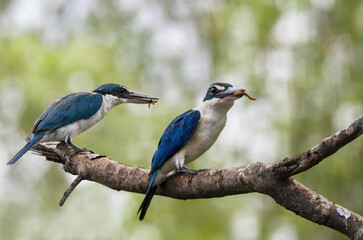 A pair of Collared Kingfishers with prey perching on tree branch , Thailand