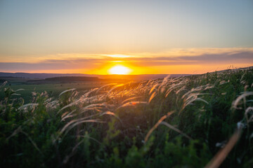 Sunset and dry feather grass on the mountain.