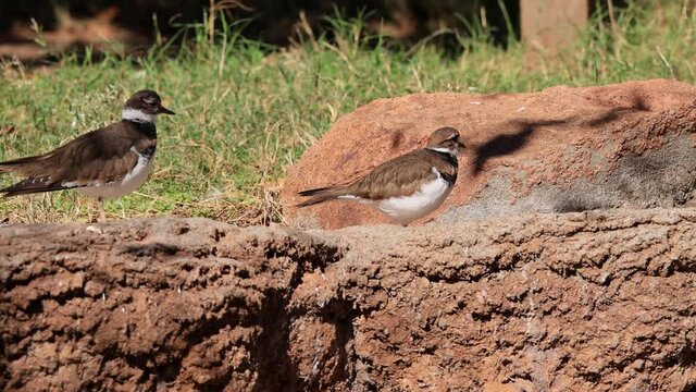Close up shoot of cute Killdeer
