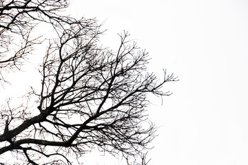 silhouette of branches and a tree in Rio de Janeiro, Brazil.