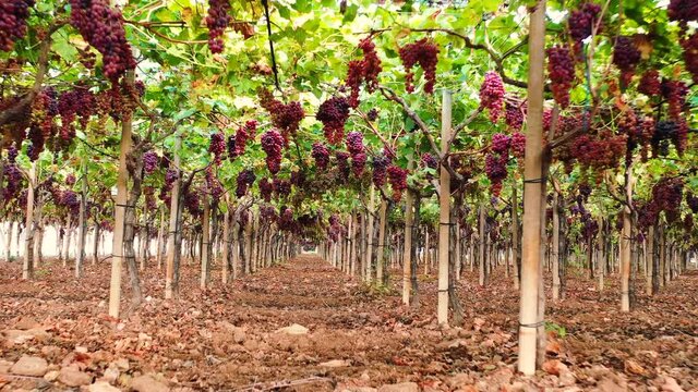 Vineyard of black table grapes 3