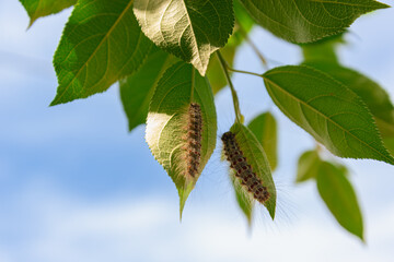 Caterpillars on green leaves. Caterpillar attack on the forest.