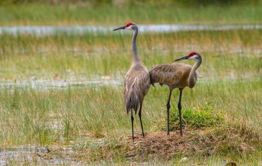 Obraz na płótnie Canvas Mating Pair of Sandhill Cranes