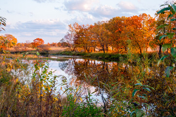 Autumn landscape: Orange trees along the lake