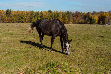 a horse is grazing in a rural field. autumn landscape and animals