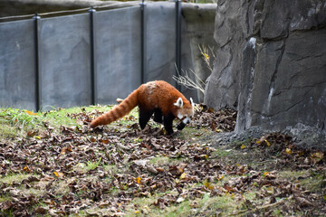 red panda eating bamboo