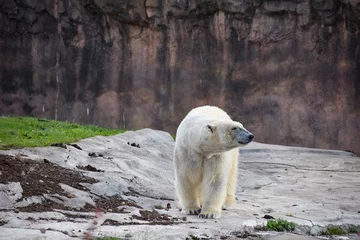 Foto op Canvas polar bear cub © Charles