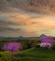 Jacarandas and Glass House Mountains