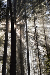 Fototapeta premium sun streaming through redwoods