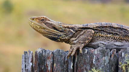 Australian Bearded Dragon