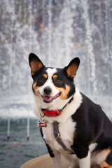 Cute dog in front of a fountain.