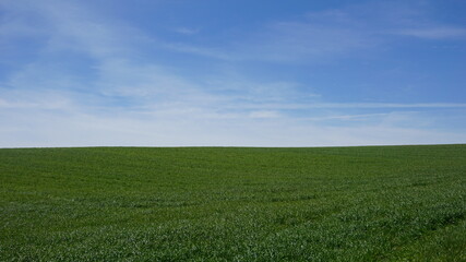 green field and blue sky