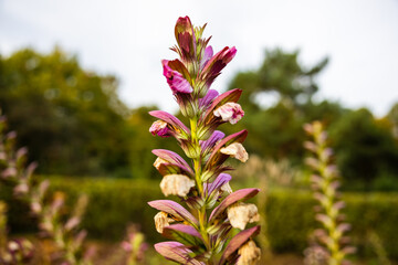 Selective focus of  beautiful Acanthus flowers blooming in a garden