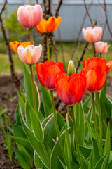 Red tulips in spring in the garden