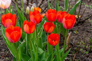 Red tulips in spring in the garden