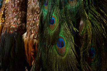 Plumas de pavorreal para arte plumario