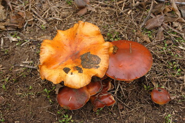 Wild mushrooms in the forest in autumn after rain.Yellow chanterelle mushrooms in a Finnish forest at autumn.