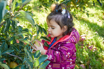 Cute little toddler girl picking a big apple at the apple orchard on a beautiful fall day