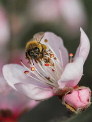 Photograph of a bee on a peach blossom