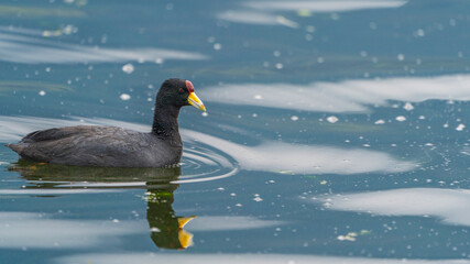 Red-crowned waterfowl swimming (Common moorhen)