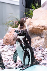 Ringed Humboldt penguins (Spheniscus humboldti) on rocks in an artificial environment