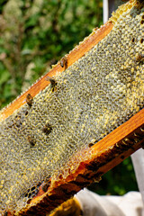 Proceso de apicultura orgánica y ética - obrazy, fototapety, plakaty