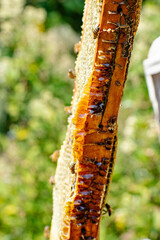 Proceso de apicultura orgánica y ética